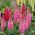 Lupiini - Chatelaine - 90 siemenet - Lupinus polyphyllus