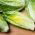 Kötözősaláta - Parris Island Cos - zöld - 800 magok - Lactuca sativa L. var. longifolia