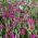 Rose Campion frø - Lychnis coronaria - 360 frø