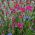 Rose Campion frø - Lychnis coronaria - 360 frø