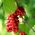 シサンドラ、シサンドラベリーの種 -  Schisandra chinensis - シーズ