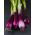 Allium fistulosum - 900 frø - rød
