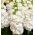 Stok biji Albita - Matthiola incana annua - 300 biji
