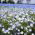 Sementes de Cinco Pontos - Nemophila maculata - 200 sementes