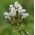 Semena Prunella - Prunella grandiflora - 50 semen