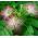 Persian Silk Tree seeds - Albizia julibrissin