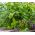 Herb Garden selama bertahun-tahun - Ramuan campuran -  - biji