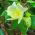Levant Cotton seeds - Gossypium herbaceum - 8 seeds