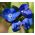 Sommer glemme-meg-ikke frø - Anchusa capensis - 250 frø