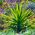 Yucca, Ádám tűmagjai - Yucca filamentosa - 20 mag - magok