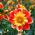 Dahlia - Collarette Dandy - Mixed - Dahlia pinnata - Perfect for Planters, Beds, and Borders - Fresh Seeds