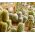Kaktuszok - fajtakeverék - Cactus sp. - Egyedi kaktuszfajták sziklakertbe - Friss vetőmagok