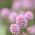 Pink Knotweed, semi di Knotweed giapponesi - Polygonum capitatum - 100 semi