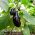 Aubergine - Black Beauty - Deep Purple Harvest for Grilling - Fresh Seeds