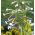 Tabac Sylvestre - Nicotiana sylvestris - Grandes fleurs parfumées pour tout l’été ! - Graines fraîches