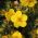 Cinquefoil mixed seeds - Potentilla sp. - 300 seeds