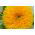 Slunečnice roční vysoká plná - Helianthus annuus - Zlatí obři, vysoké a zářivé květy - Čerstvá semena