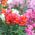 Насіннєве насіння Snapdragon - Antirrhinum majus pendula - 100 насінин