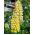 Lupino - Chandelier - Lupinus polyphyllus - Pianta perenne splendida per colore duraturo - Semi Freschi