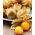 Cape Gooseberry, Hạt anh đào đất - Physalis peruviana