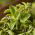 希腊牛至种子 - 牛至属植物 -  750种子 - Origanum vulgare subsp. Hirtum - 種子