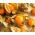 Cape Gooseberry, Hạt anh đào đất - Physalis peruviana