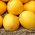 Arbuus - Złoto Wolicy - 9 seemned - Citrullus lanatus