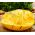 Græskar – Spaghetti Squash - Makaronowa Warszawska - Gourmetgræskar, perfekt pastaerstatning - Friske frø