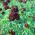 Sweet William Black Magic seeds - Dianthus barbatus - 450 semillas