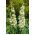 Yucca, Ádám tűmagjai - Yucca filamentosa - 20 mag - magok