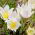 White Pasque Flower seeds - Anemone pulsatilla - 90 seeds