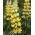Lupino - Chandelier - Lupinus polyphyllus - Pianta perenne splendida per colore duraturo - Semi Freschi