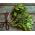 Herb Garden selama bertahun-tahun - Ramuan campuran -  - biji