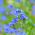 Sommer glemme-meg-ikke frø - Anchusa capensis - 250 frø