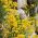 Graines d'Alysson des montagnes - Alyssum montanum - 500 graines