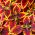 Coleus Dúhové semená - Coleus hybridus - 10 semien - Coleus blumei ‘Rainbow'