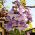 Princess Tree magjai - Paulownia - Paulownia tomentosa - magok