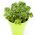 Basilikum Piccolino Samen - Ocimum basilicum L. - 650 Samen - 
