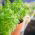 Basilikum Piccolino Samen - Ocimum basilicum L. - 650 Samen - 