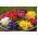 Primrose, engelska Primrose blanda frön - Primula acaulis - 140 frön