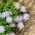 Ausztrálszázszorszép - színkeverék - Brachyscome iberidifolia - Nyári, sokszínű virágszépség - Friss vetőmagok