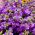 Garten-Levkoje Lolita Samen - Matthiola incana annua - 300 Samen