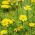 Dahlberg Daisy, Biji Golden Fleece - Thymophylla filifera - 1500 biji - Thymophylla  - benih