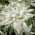 Edelweiss seeds - Leontopodium alpinum - 750 seeds