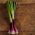Allium fistulosum - 900 frø - rød