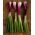 Allium fistulosum - 900 frø - rød