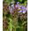 Semena Prunella - Prunella grandiflora - 50 semen