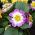 Dahlia - Collarette Dandy - Mixed - Dahlia pinnata - Perfect for Planters, Beds, and Borders - Fresh Seeds