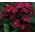 Sweet William Black Magic seeds - Dianthus barbatus - 450 semillas