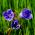 Pamacsos mézontófű - Phacelia campanularia - Remek napos virágágyásokba és szegélyekhez! - Friss vetőmagok
